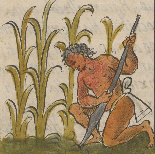 Illustration of Farmer