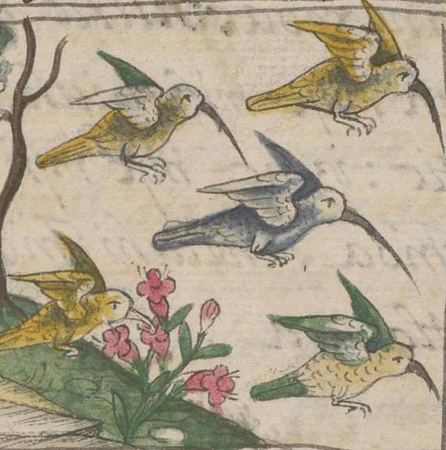 Illustration of Birds