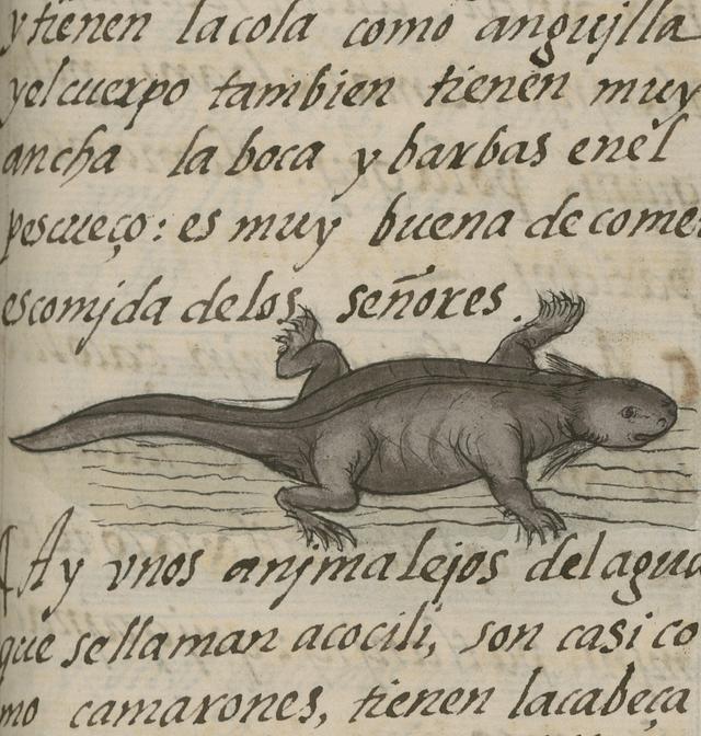 Illustration of Axolotl